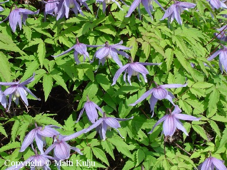 Clematis alpina